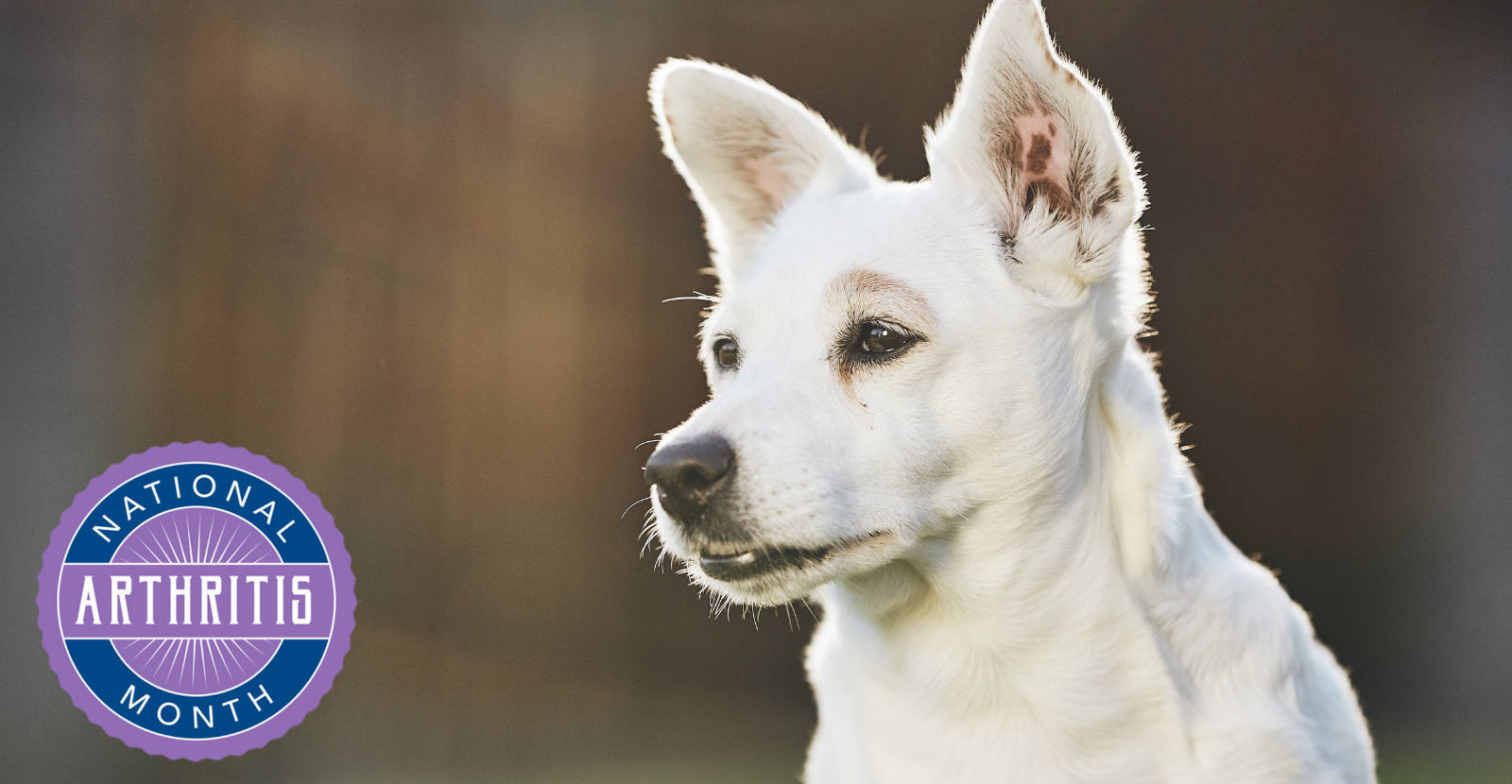 Arthritis Awareness Month Joint Health Important for Humans & Dogs